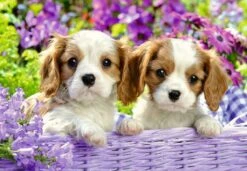 Harige Vriendjes – Puzzelbox Ravensburger 2 X 24 Stukjes -Auto Winkel harige vriendjes puzzelbox ravensburger 2