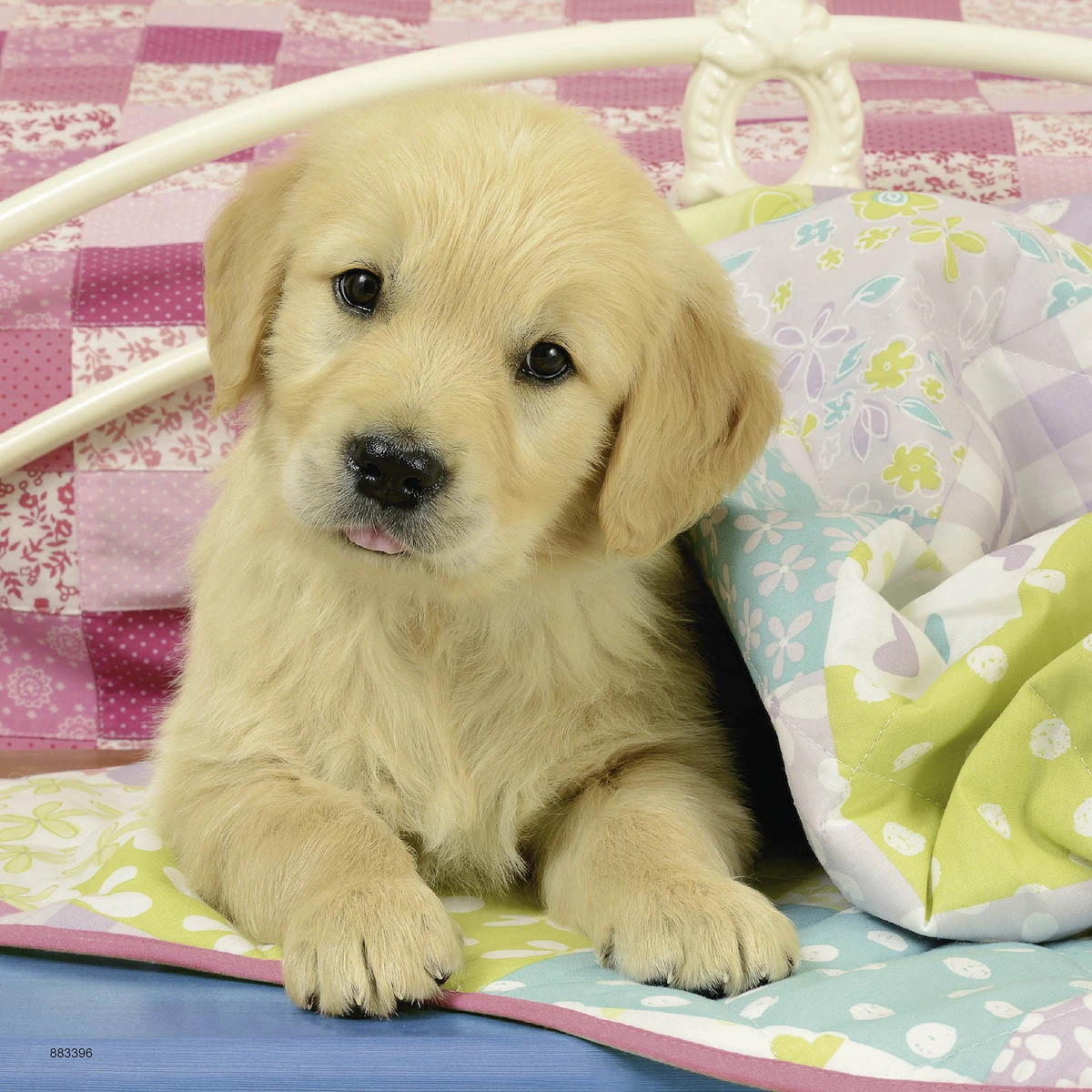 Knuffelhondjes Puzzelbox Ravensburger 3 X 49 Stukjes 6 Knuffelhondjes Puzzelbox Ravensburger 3 X 49 Stukjes - Afbeelding 4