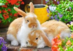 Knuffelmomentje Kinder-Puzzel Ravensburger 2 X 12 Stukjes -Auto Winkel knuffelmomntje puzzel ravensburger 1